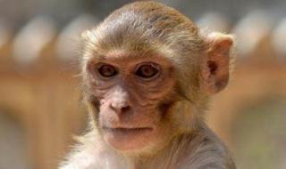 2000年后的哪一年属猴 属猴的出生年份